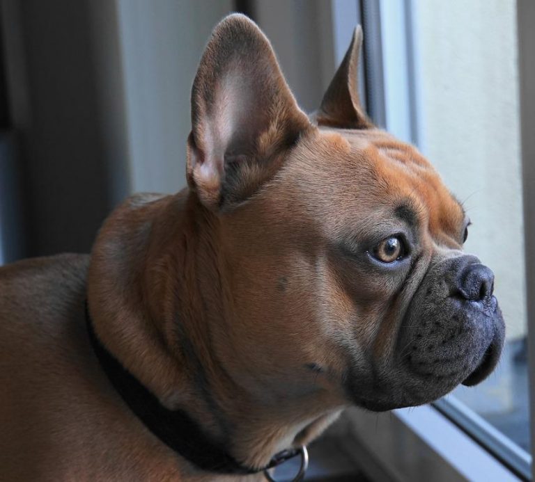 French Bulldog Pitbull Mix Everything You need to Know