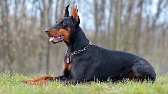 What is the best food for a Doberman?
