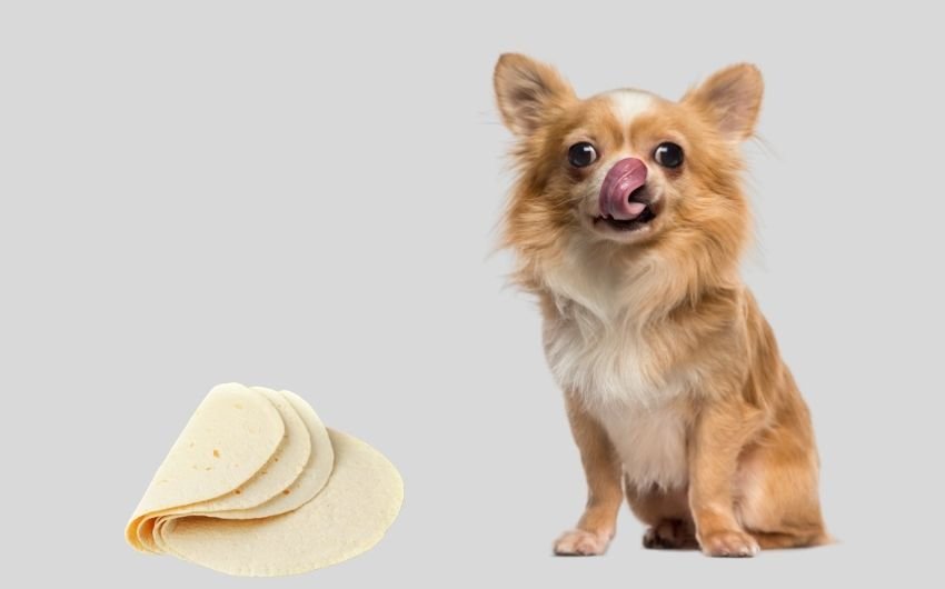 Can Dogs Eat Tortilla
