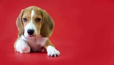 Beagle Ears
