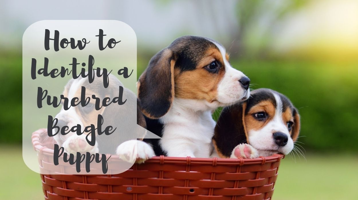 How to Identify a Purebred and Healthy Beagle Puppy