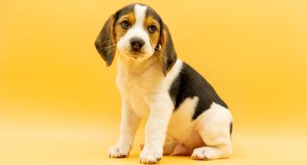 Purebred Beagle Paws