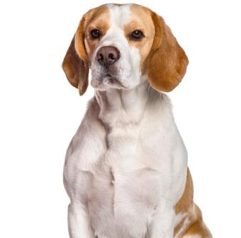Purebred Beagle Upper Body