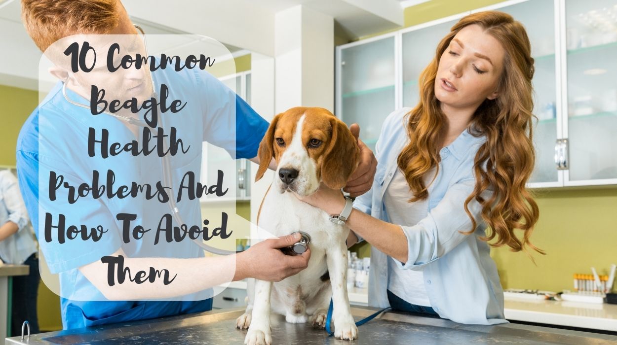 10 Common Beagle Health Problems And How To Avoid Them
