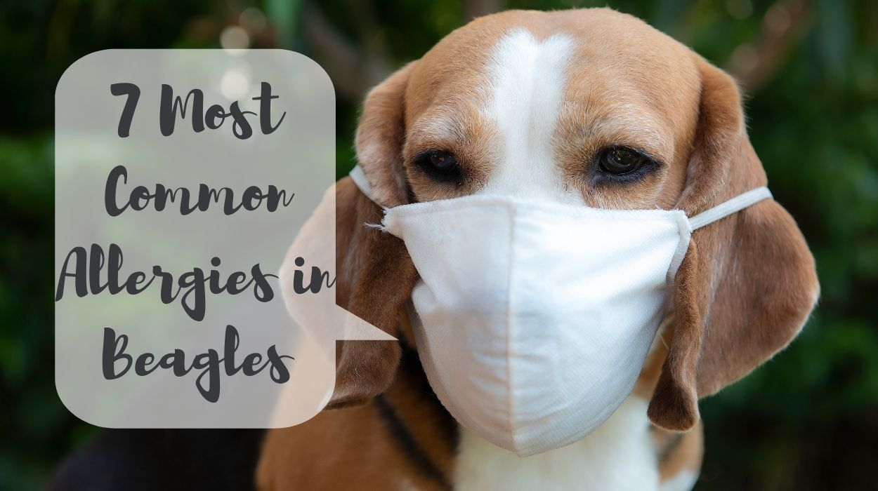 The 7 Most Common Allergies in Beagles and How to Avoid Them