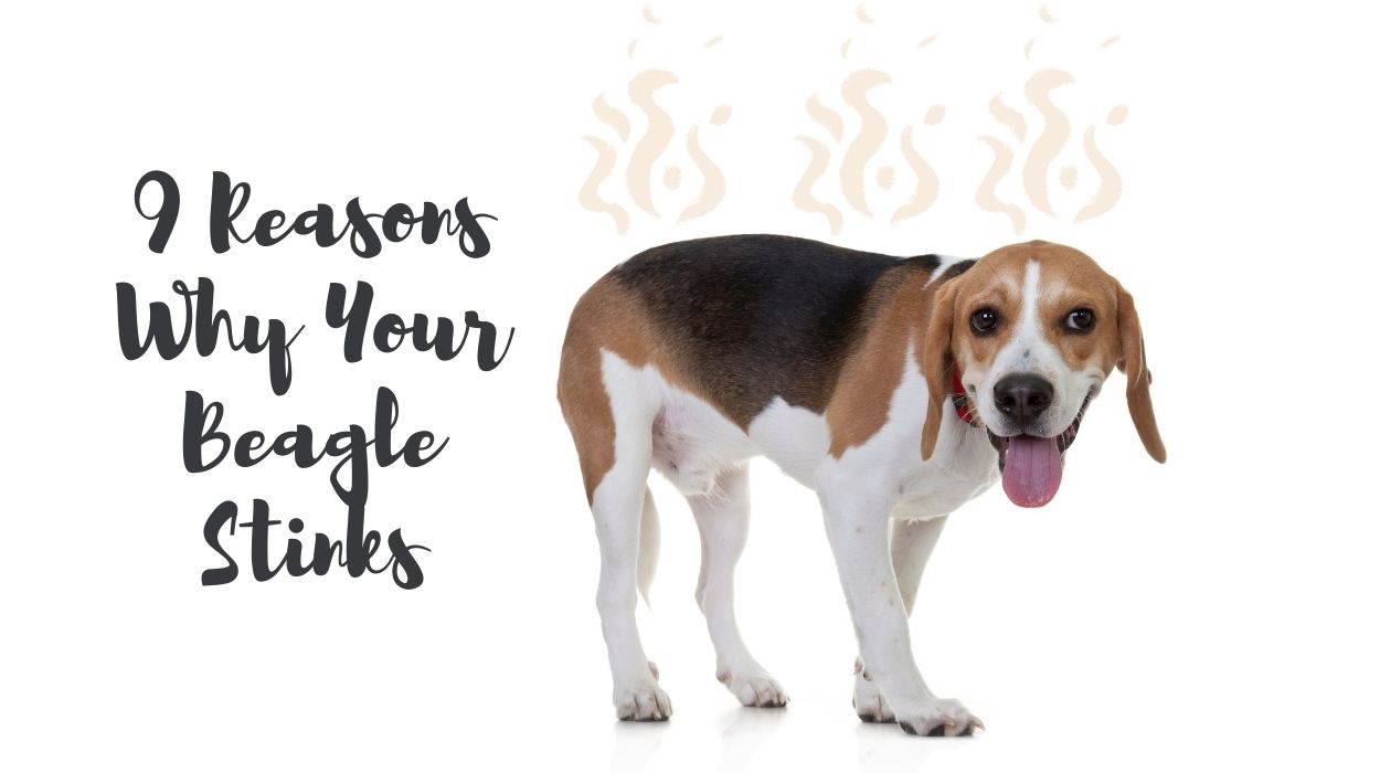 9 Reasons Why Your Beagle Stinks