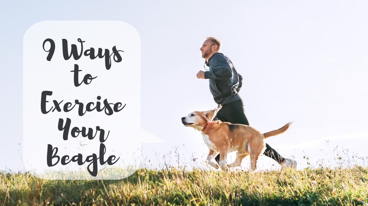 9 Ways to Exercise Your Beagle