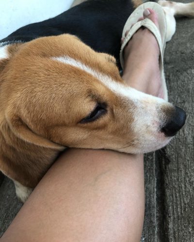 Affectionate Beagle