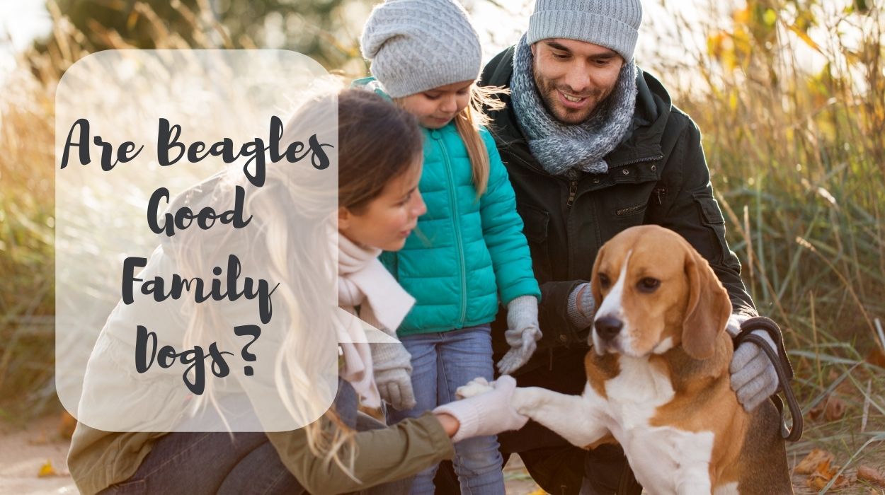 Are Beagles Good Family Dogs? The Good And The Bad