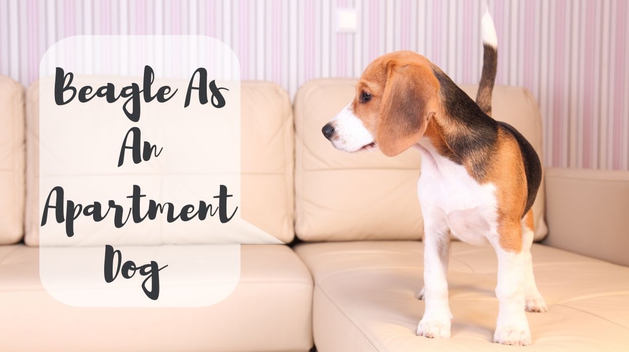 Beagle As An Apartment Dog