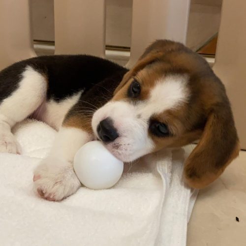 Beagle Chewing on stuff