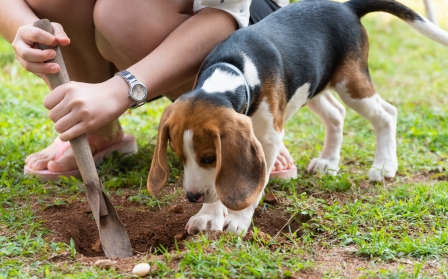 Beagle Digging