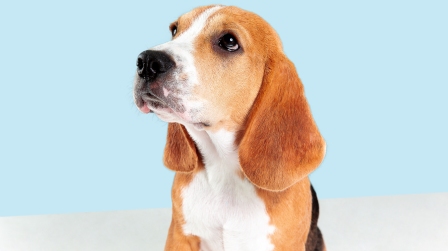 Beagle Ignoring commands
