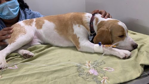 Beagle Illness