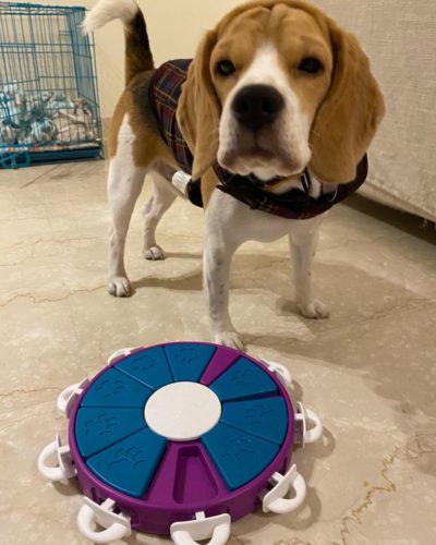 Beagle Playing Game