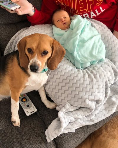 Beagle Protecting Baby