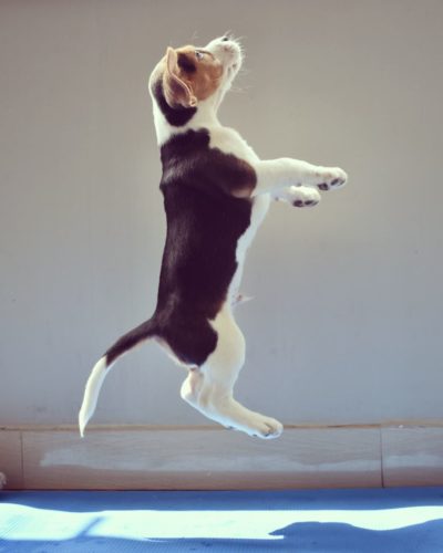 Beagle Puppy Jump