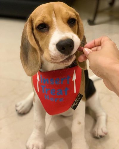 Beagle Rewards & Treats