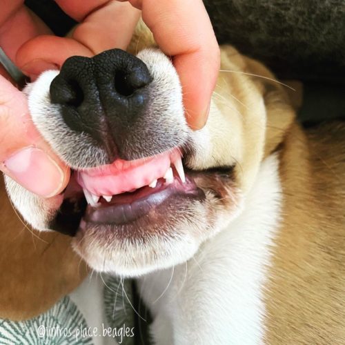 Beagle Teething