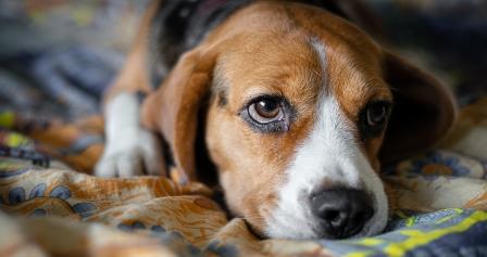 Beagle Tiredness
