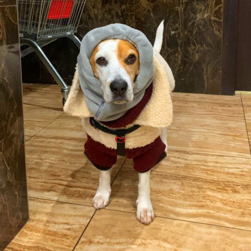 Beagle in Warm clothes