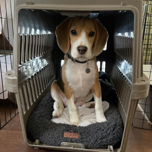 Beagles Are Medium-Sized