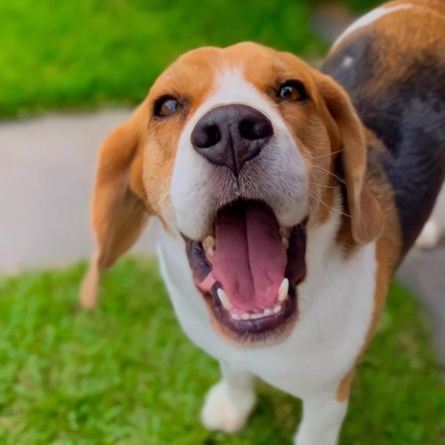 Beagles Bark A Lot