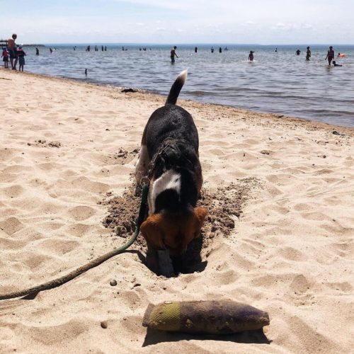 Beagles Love Digging