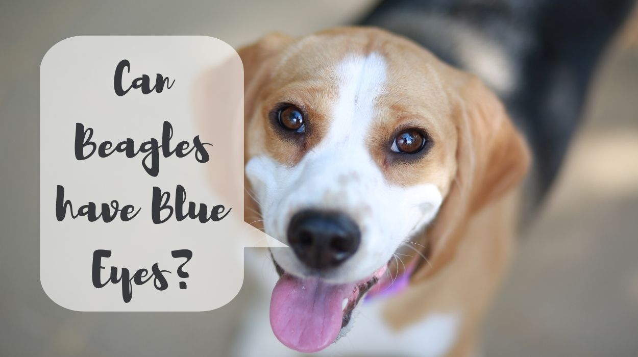Can Beagles have Blue Eyes?