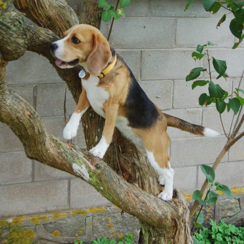 Climbing Beagle