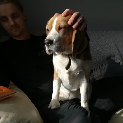 Clingy Beagle