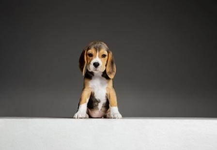 Compact Beagle