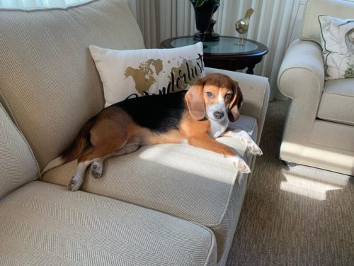 Disadvantages Of Having A Beagle As An Apartment Dog