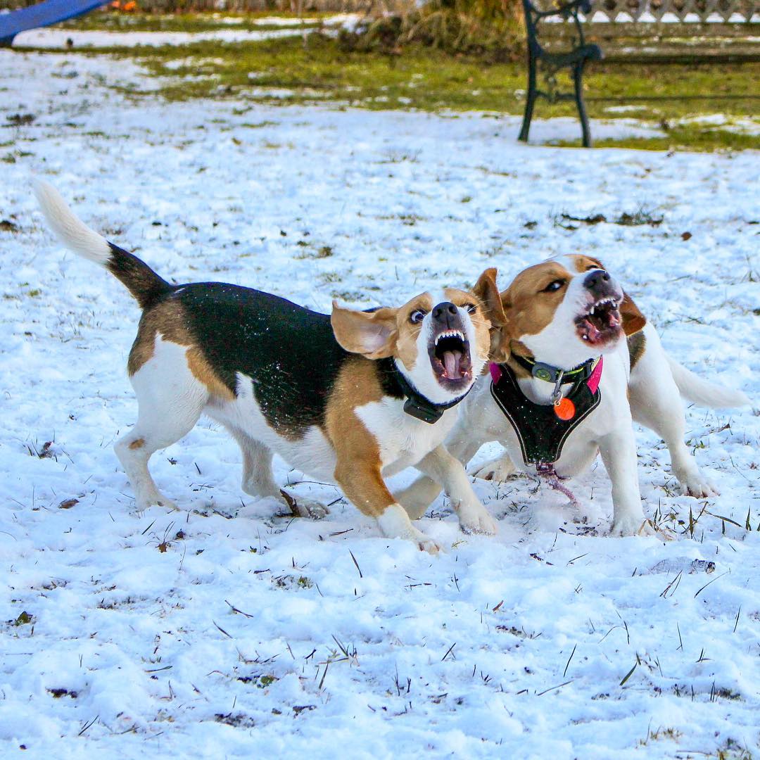 Do Beagles attack other animals