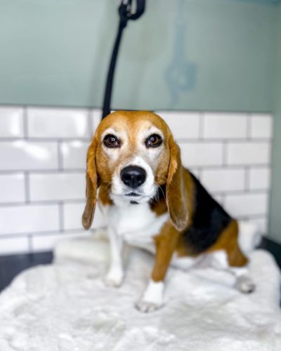 Getting Your Beagle Used to Groom