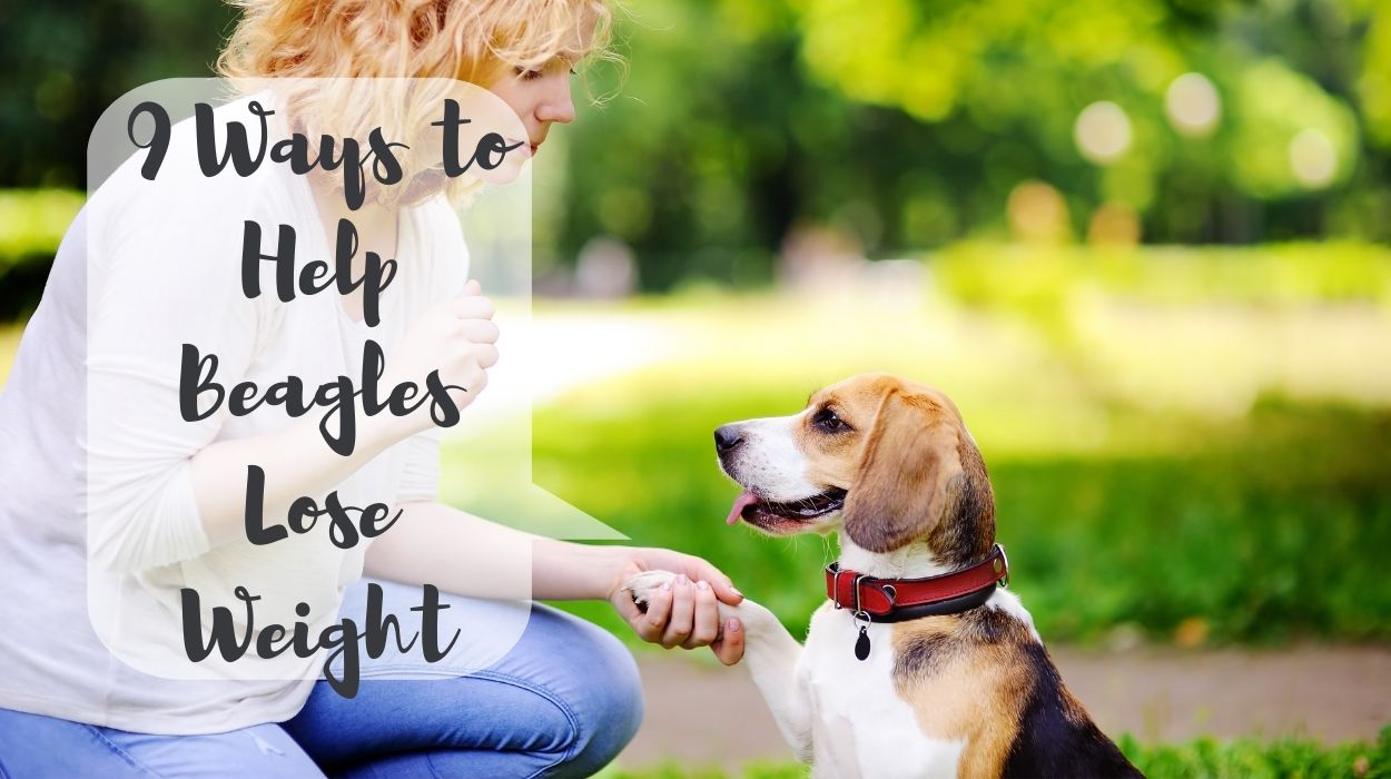 Help Beagles Lose Weight