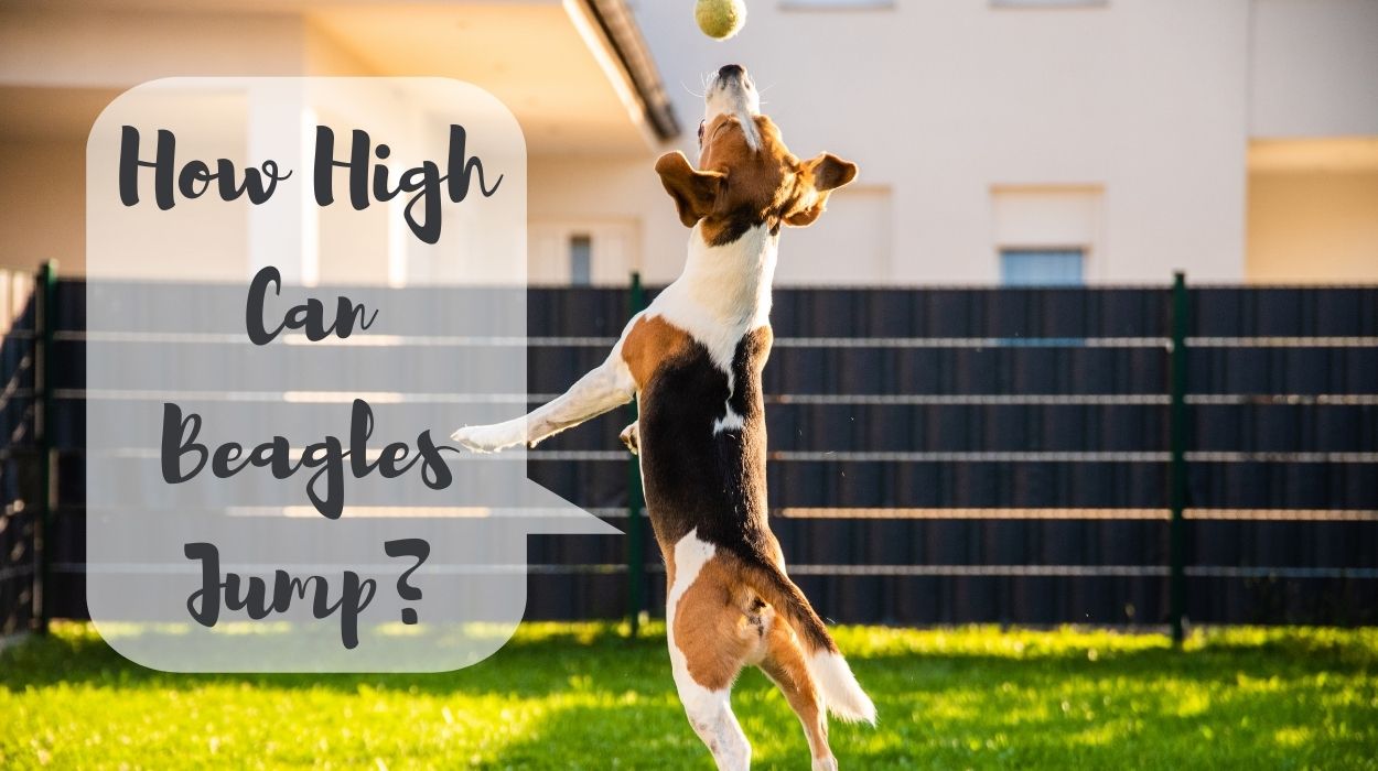 How High Can Beagles Jump?