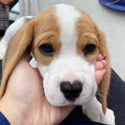 How Often Should You Clean Your Beagle's Ears