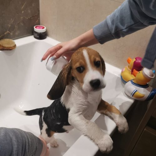 How To Bathe Your Beagle