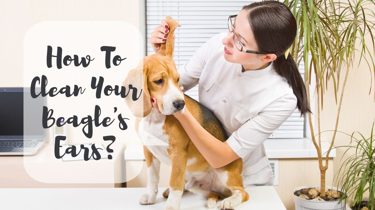 How To Clean Your Beagle's Ears