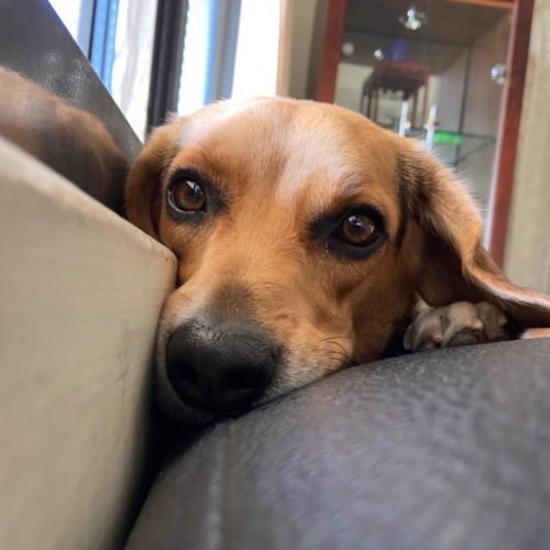 How To Fix Beagle's Stubbornness