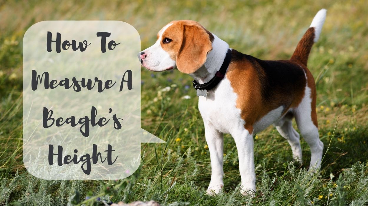 How To Measure A Beagle's Height