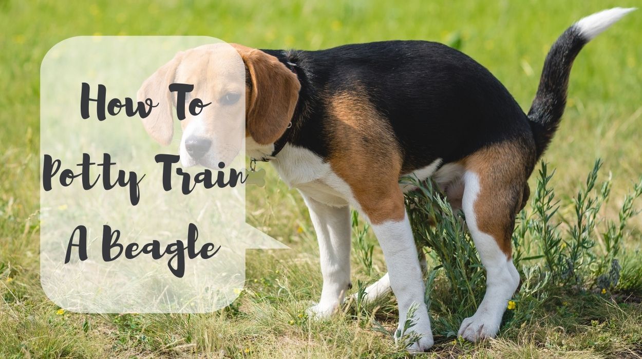 How To Potty Train A Beagle