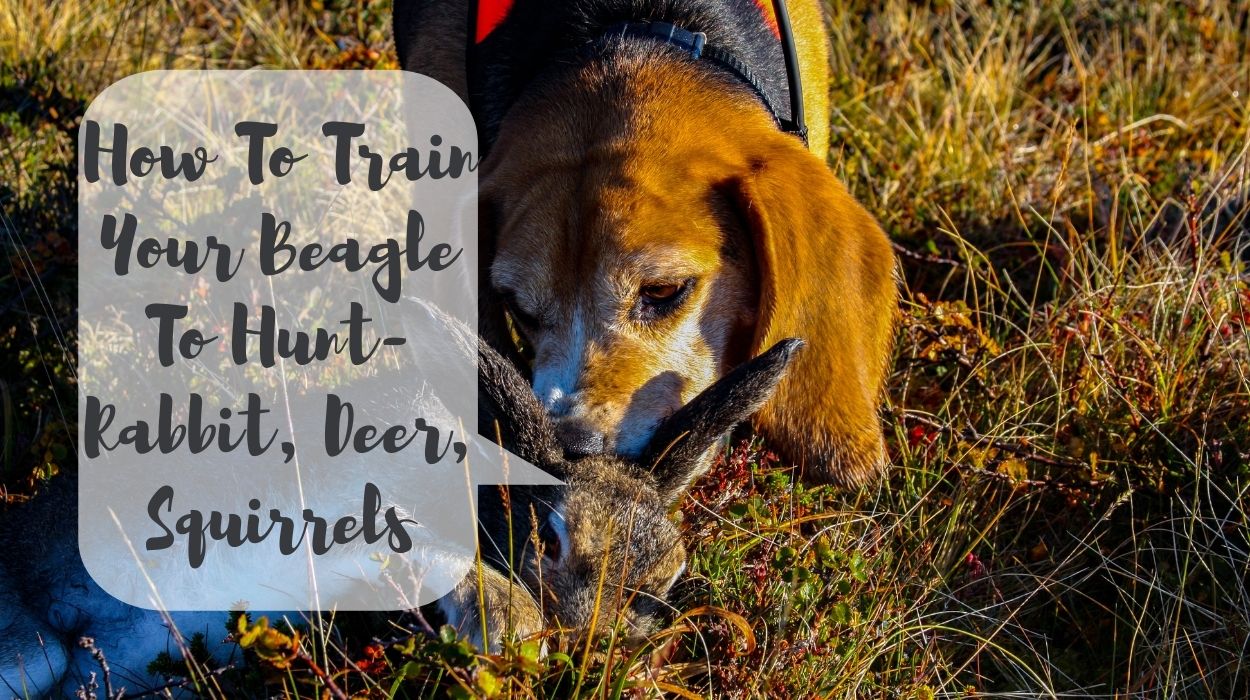 How To Train Your Beagle To Hunt- Rabbit, Deer, Squirrels