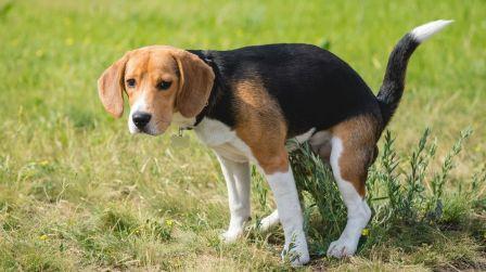 How many times do beagles need to poop in a day
