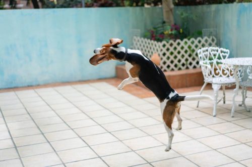 How much do Beagles like Jumping