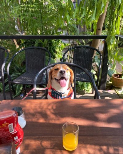 Hungry Beagle