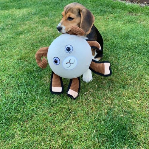 Increase The Play Time Of Beagle