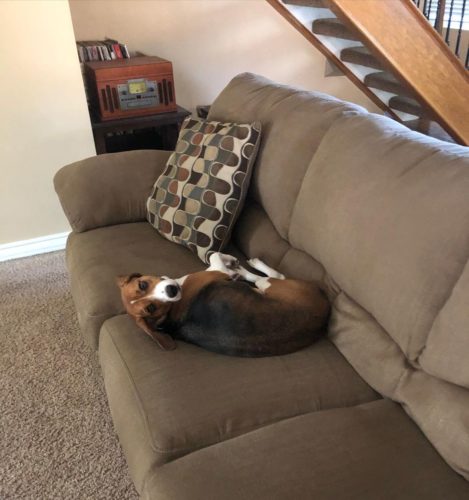Is Your Beagle Overweight