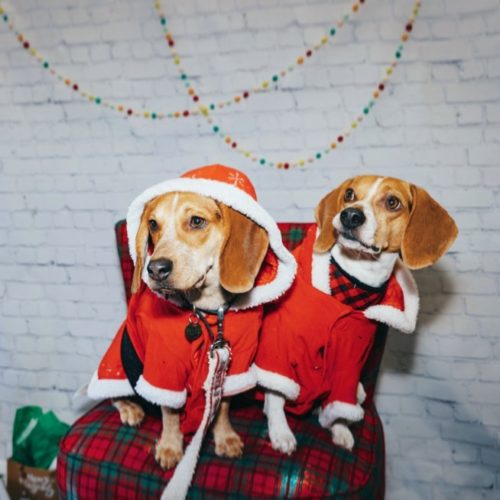 Measuring Your Beagle For Costumes And Clothes